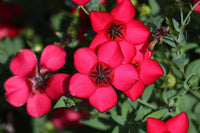 Heirloom Grandiflorum Flower Seeds, Non-GMO Vibrant Blooms for Colorful Garden Planting