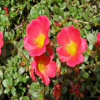Red Rock Purslane Ruby Tuesday or Calandrinia Flower Seeds for Planting - 100 Pcs pcs
