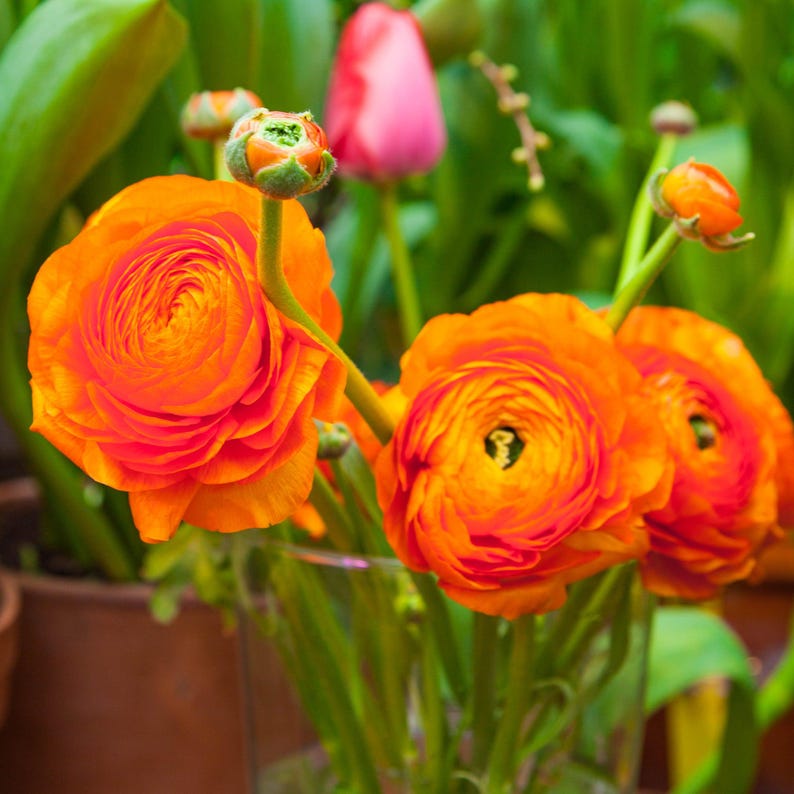 Heirloom (Heirloom scientific name) for planting in garden
