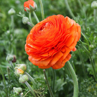 Organic Heirloom Non-GMO Persian Buttercup Seeds for Planting – Vibrant Garden Blooms