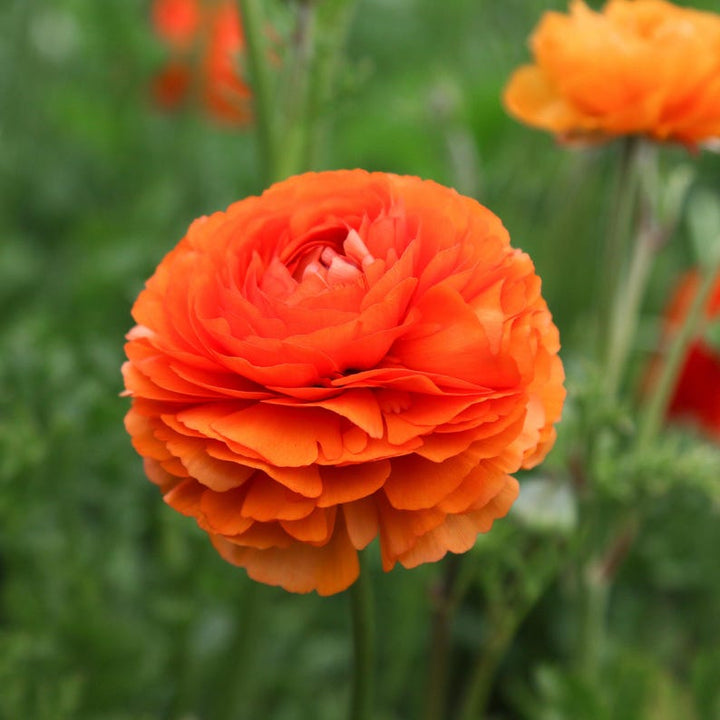 Organic Heirloom Non-GMO Persian Buttercup Seeds for Planting – Vibrant Garden Blooms