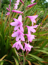 Watsonia Borbonica Flower Seeds for Planting, Heirloom, Non-GMO