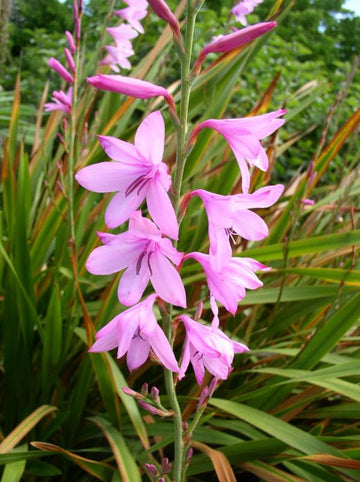 Watsonia Borbonica Flower Seeds for Planting, Heirloom, Non-GMO for planting in home garden