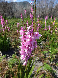 Watsonia Borbonica Flower Seeds for Planting, Heirloom, Non-GMO