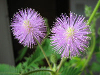 Plantas Sensibles Flower Seeds for Planting - NON GMO Seeds