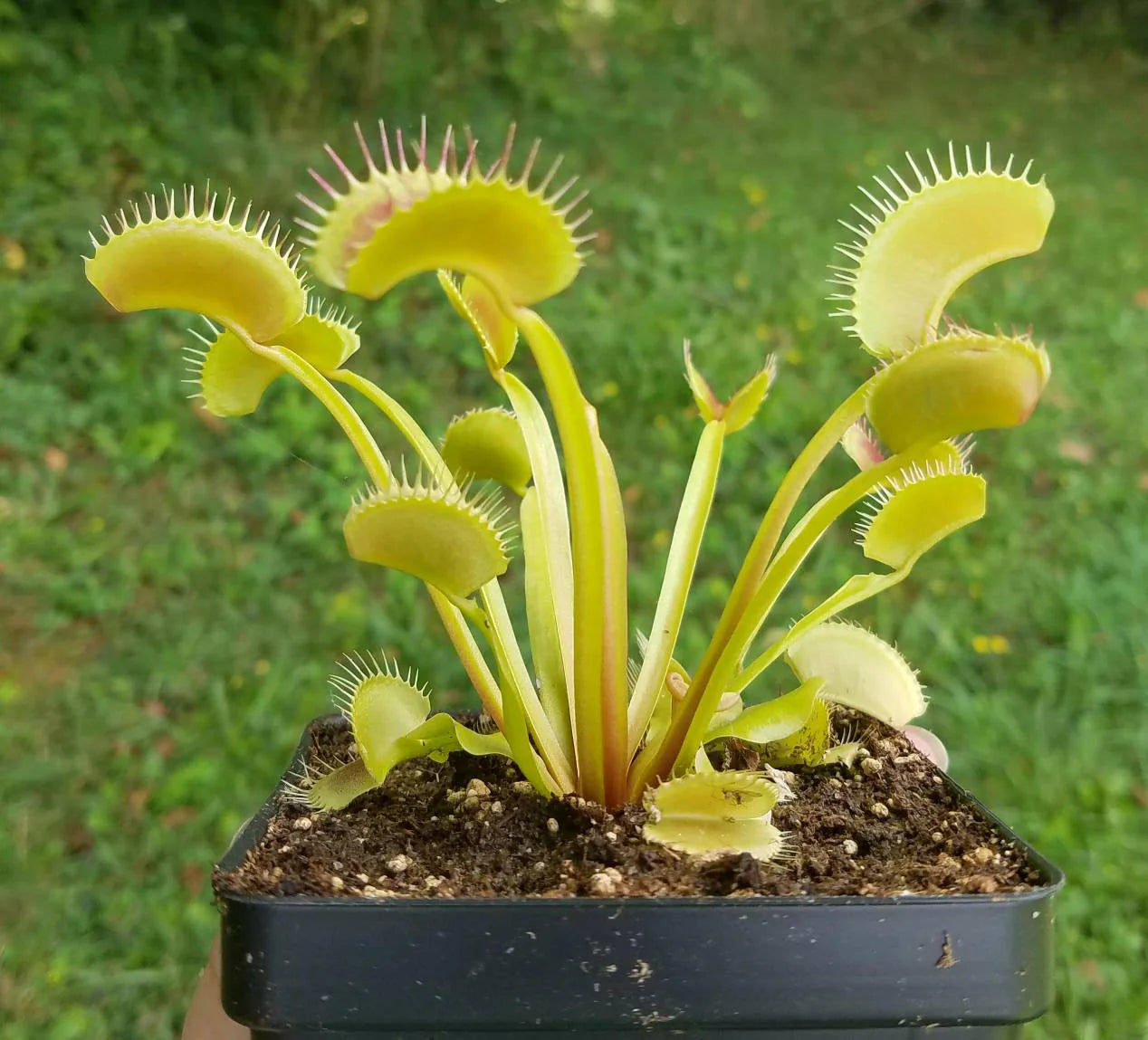 Green Venus Flytrap Live Carnivorous Plant for Insect Control & Home Decor