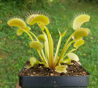 Green Venus Flytrap Live Carnivorous Plant for Insect Control & Home Decor