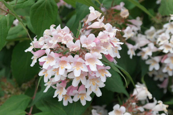 Pink Linnaea Amabilis Flower Seeds for Planting - NON GMO Seeds