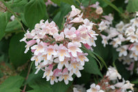 Pink Linnaea Amabilis Flower Seeds for Planting - NON GMO Seeds