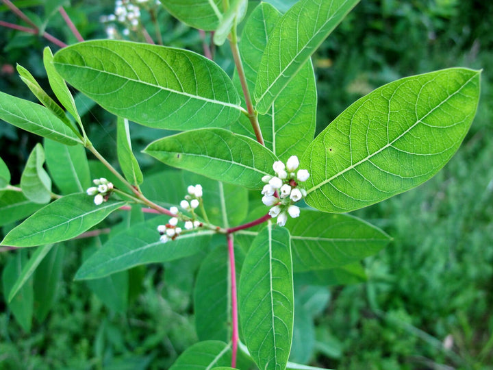 Heirloom Non-GMO Dogbane Plant Seeds for Planting – Hardy Medicinal Plant for Pollinator-Friendly Gardens