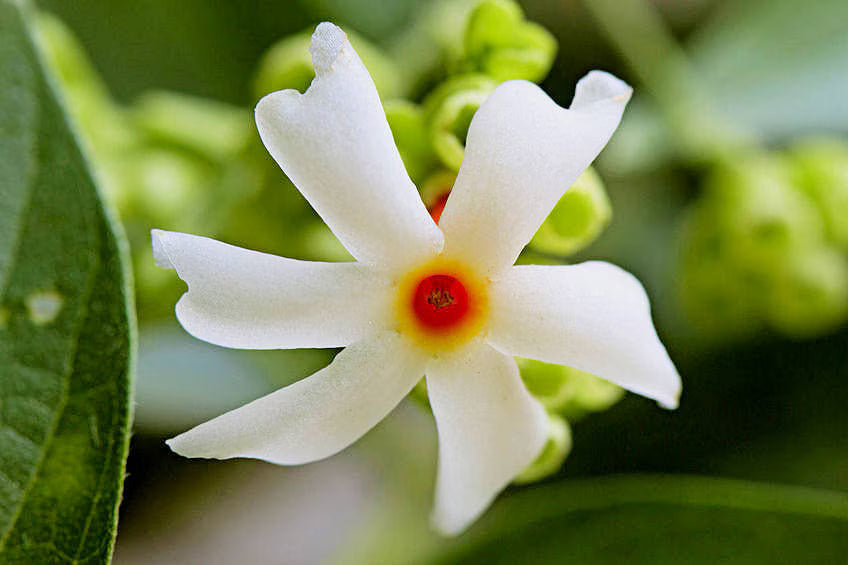 Coral Jasmine Flower Seeds for Planting - NON GMO Seeds