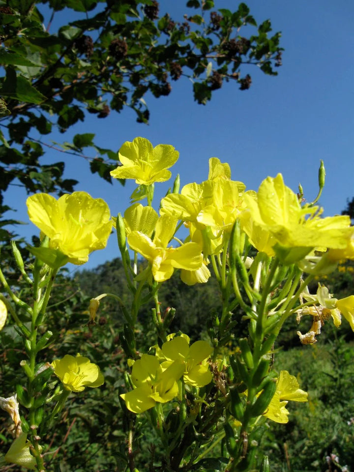 Heirloom Non-GMO Oenothera Biennis Flower Seeds for Planting – Medicinal Evening Primrose Garden Blooms