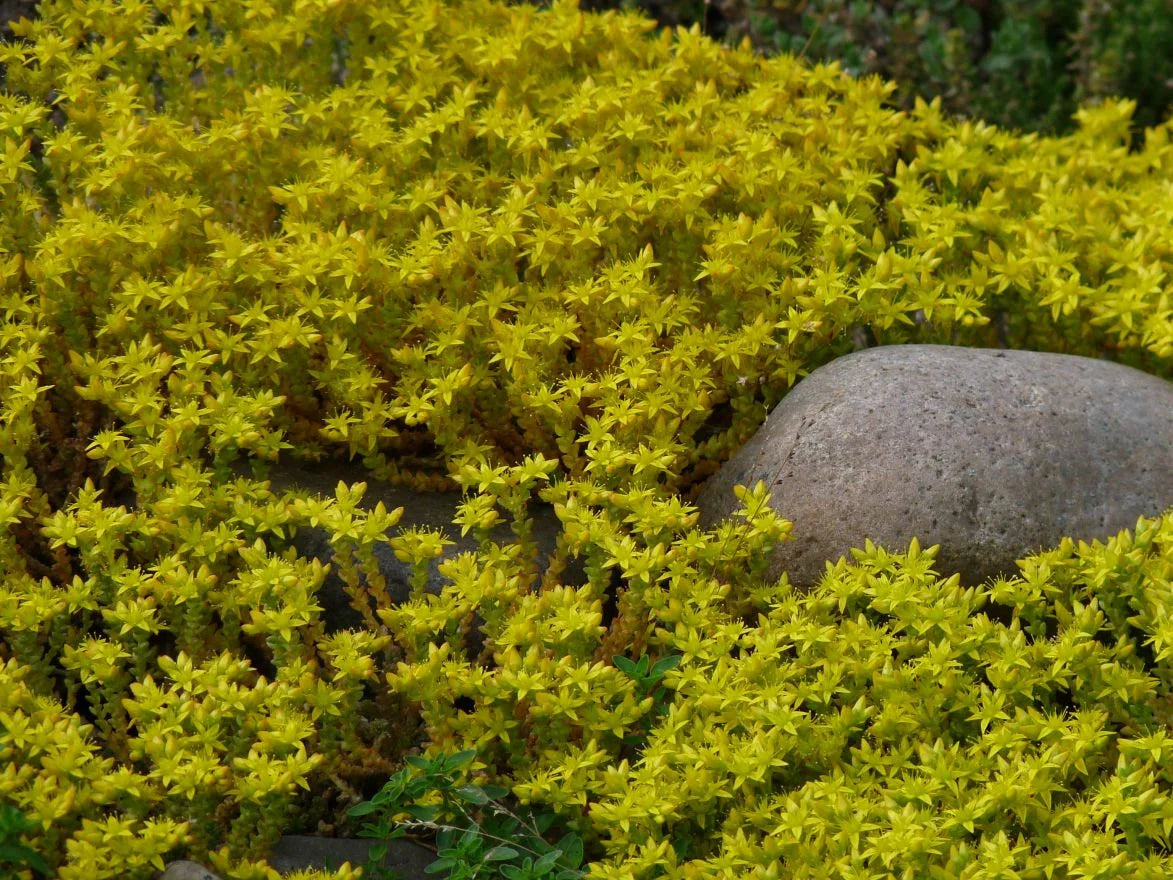 Heirloom Non-GMO Sedum Golden Carpet Succulent Seeds – Drought-Tolerant Flower Seeds for Planting