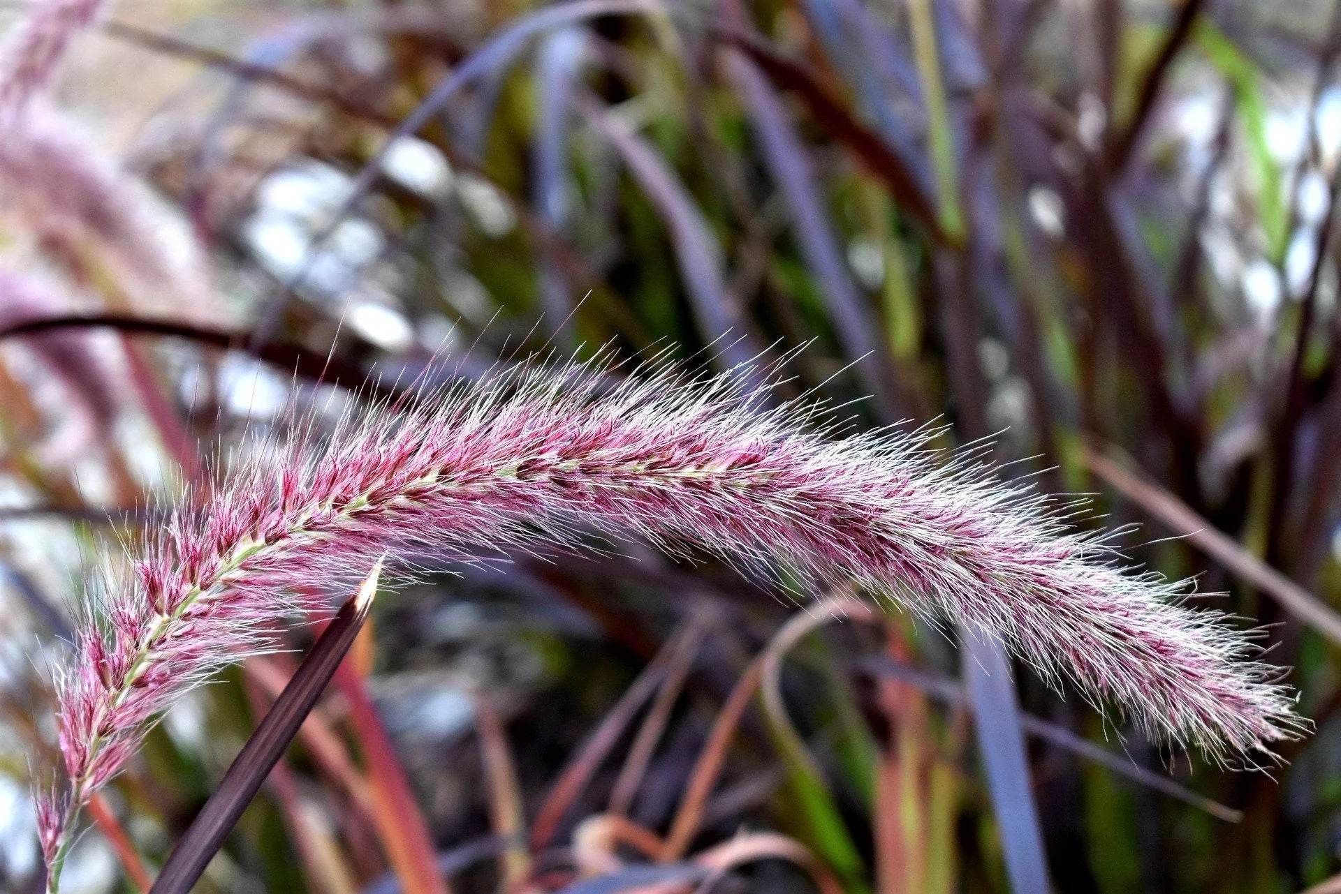 Purple Pampas Grass Seed