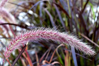 Purple Pampas Grass Seed