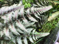 Japanese Painted Fern Plant Seeds for Planting heirloom & Non-GMO Seeds