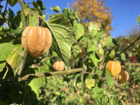 Orange Physalis plant growing with papery husks and bright fruits.