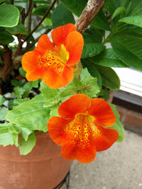 Orange Mimulus Flower Seeds for Planting - 100 pcs