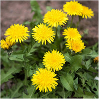 Dandelion Flower Seeds for Planting - 100 pcs