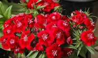 Burgundy Dianthus Flower Seeds for Planting - 100 pcs