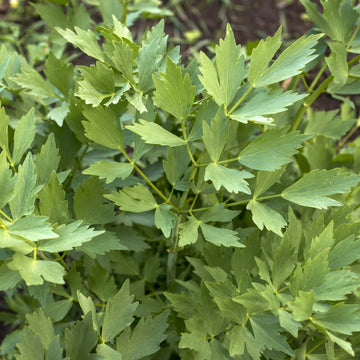 Lovage herb seeds for planting in home herb gardens.