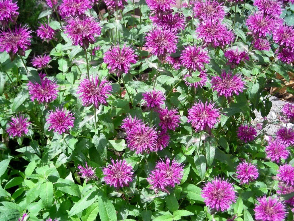 Heirloom Non-GMO Monarda Flower Seeds for Planting – Bee Balm Blooms for Pollinator Gardens