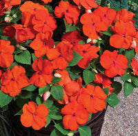 Walleriana Flower Seeds for Planting - 100 pcs