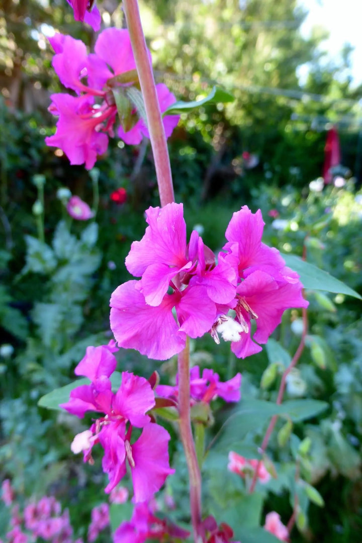 Purple Clarkia Flower Seeds – Heirloom, Non-GMO Seeds for Planting Elegant Garden Blooms