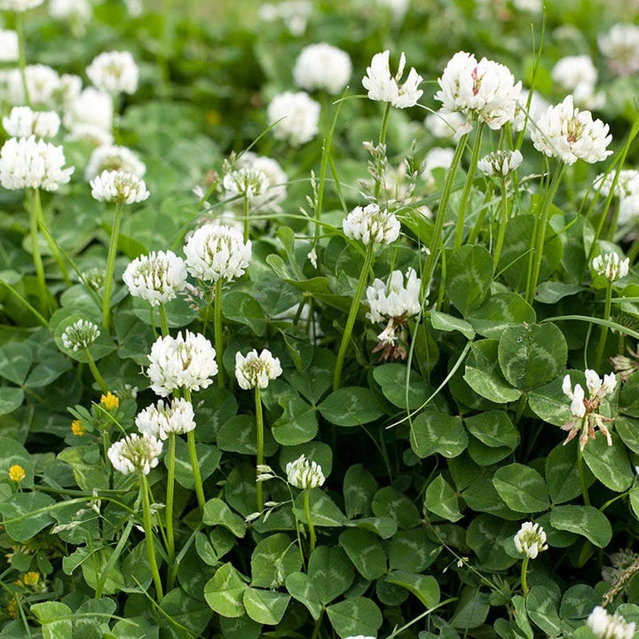 Organic White Trifolium Repens Plant Seeds for Planting – Heirloom, Non-GMO