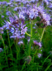 Fiddleneck Flower Seeds for Planting 100 pcs