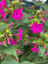 Heirloom Non-GMO Mirabilis Flower Seeds for Planting – Four O’Clock Fragrant Garden Blooms - Non-GMO for planting in home garden