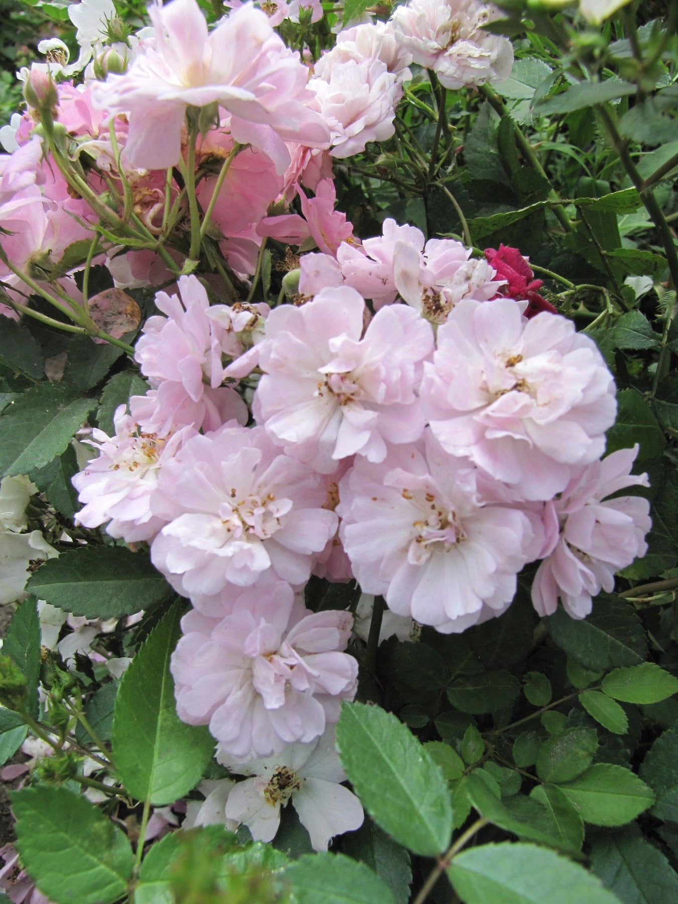 Pink Polyantha Flower Seeds for Planting - 100 pcs for planting in your garden.