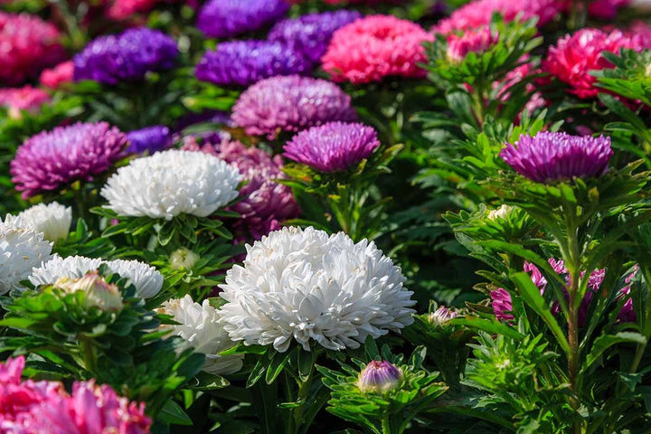 Giant Multi Aster Flower Seeds – Heirloom, Non-GMO Seeds for Planting Colorful Blooms