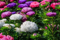 Giant Multi Aster Flower Seeds – Heirloom, Non-GMO Seeds for Planting Colorful Blooms