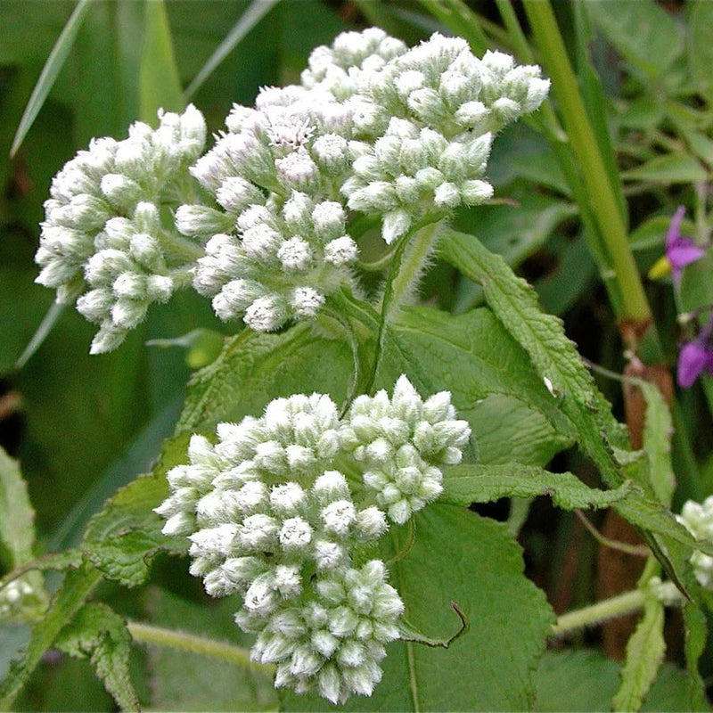 Heirloom Non-GMO Eupatorium Flower Seeds for Planting – Pollinator-Friendly Perennial Blooms