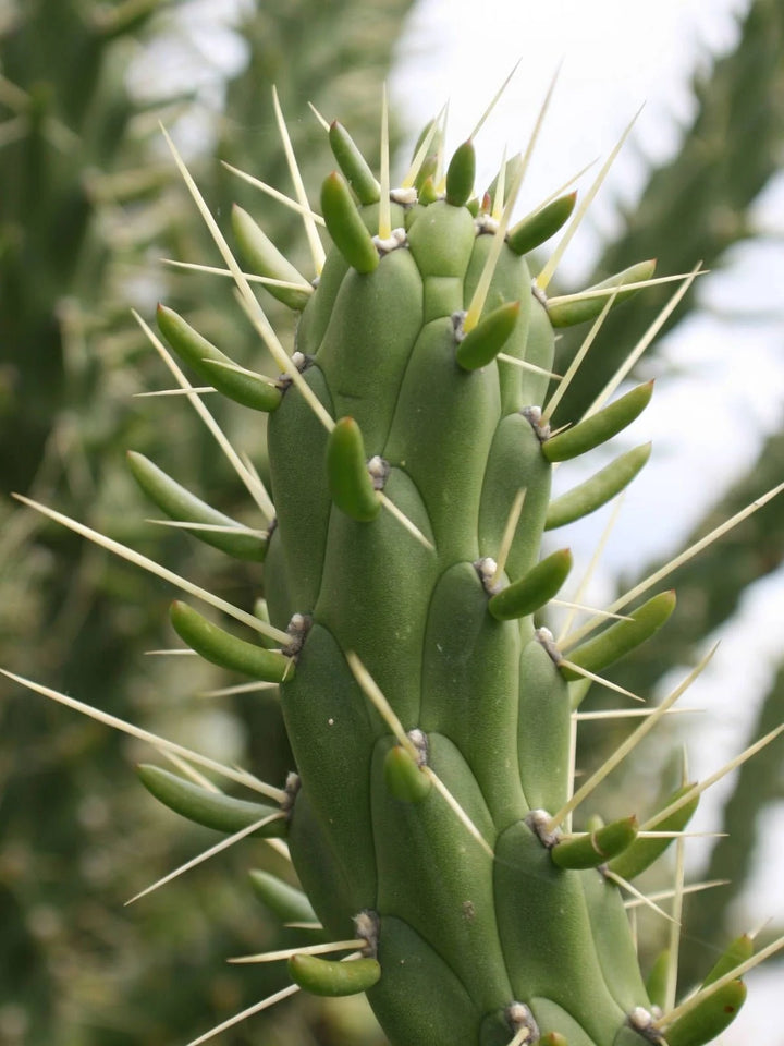 Green Austrocylindropuntia Plant Seeds for Planting - NON GMO Seeds