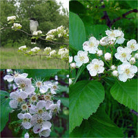 White Crataegus Flower Seeds for Planting - NON GMO Seeds