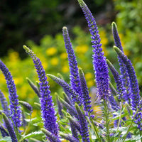 Organic Blue Spicata Veronica Flower Seeds for Planting ƒ?? Heirloom, Non-GMO
