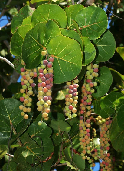Seagrapes Fruit Seeds for Planting and Growing, Ideal for Coastal Gardens 100 Pcs pcs