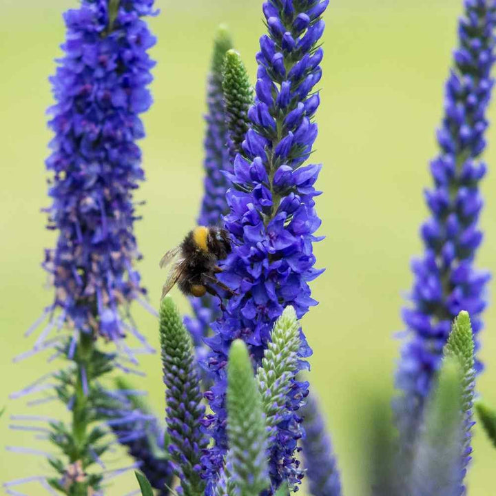 Organic Blue Spicata Veronica Flower Seeds for Planting ƒ?? Heirloom, Non-GMO