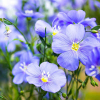 Heirloom Non-GMO Flax Flower Seeds for Planting – Delicate Blooms and Pollinator-Friendly Garden Seeds