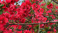 Chaenomeles Flower Seeds for Planting, Unique Variety, 100 pcs