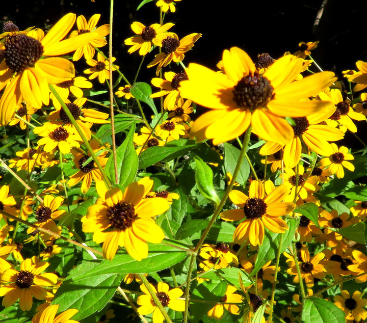 Yellow Rudbeckia Triloba Flower Seeds for Planting Wildflowers - Heirloom & Non GMO