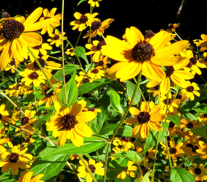 Yellow Rudbeckia Triloba Flower Seeds for Planting Wildflowers - Heirloom & Non GMO