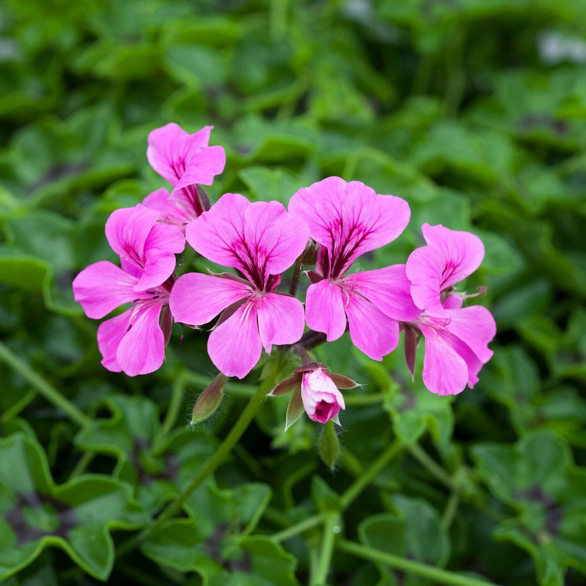 Purple Tornado Geranium Heirloom Non-GMO Flower Seeds for Planting for planting in your garden.