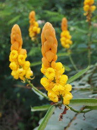 Yellow Cassia Candlestick Plant Seeds for Planting - 100 pcs seeds for planting in home garden