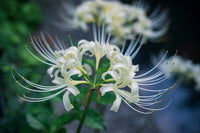 Heirloom Non-GMO Lycoris Radiata Flower Seeds for Planting – Red Spider Lily Perennial Blooms