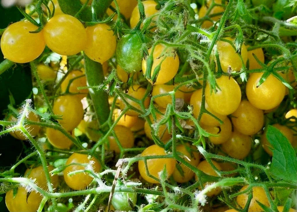 Blondkopfchen Vegetable Seeds for Planting - 100 Pcs pcs