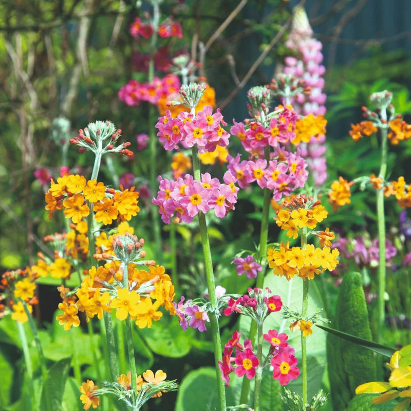 Heirloom Non-GMO Primula Candelabra Flower Seeds for Planting – Colorful Moisture-Loving Perennial Garden Blooms