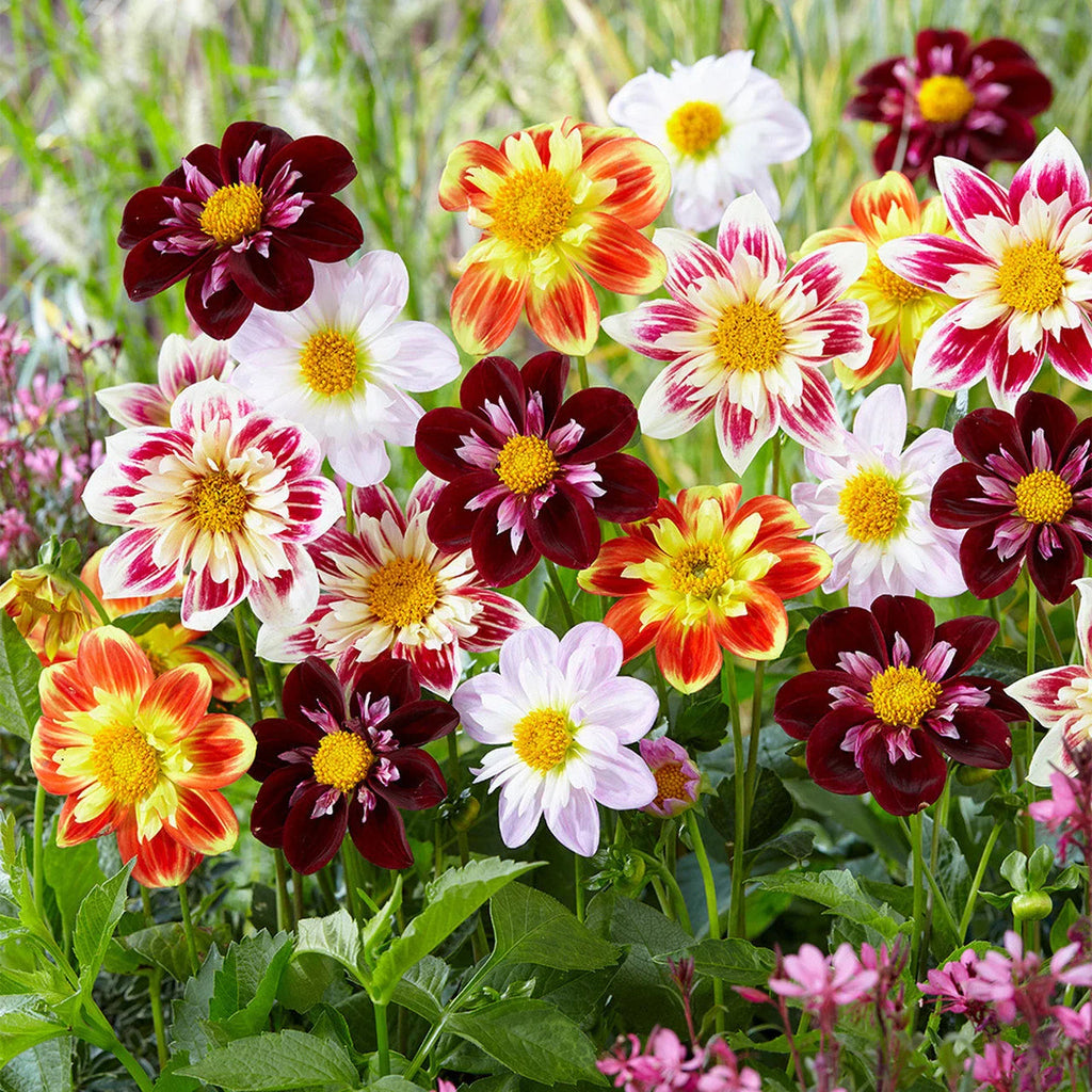 Dahlia Flower Seeds Heirloom Non GMO Planting - 100 pcs